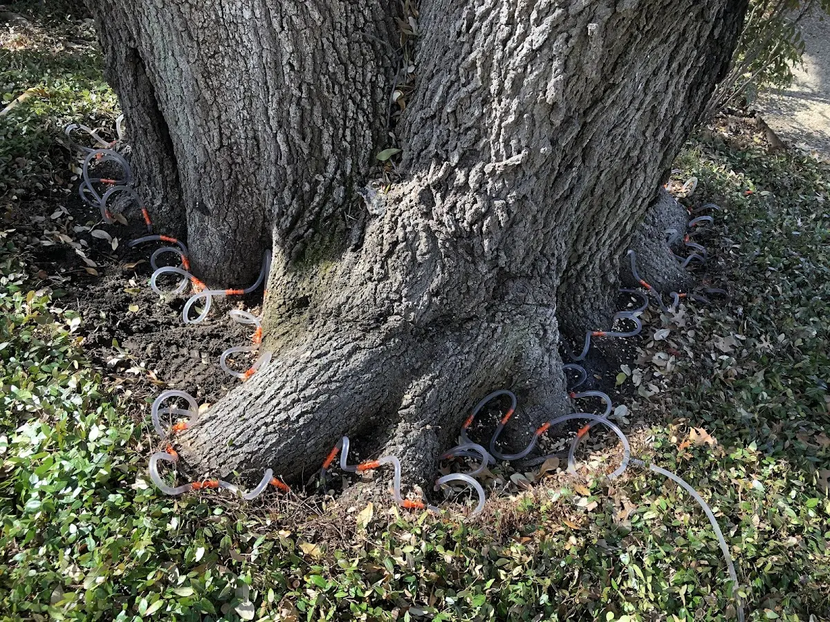 Detailed Tree Cabling and Bracing job site in Stratton