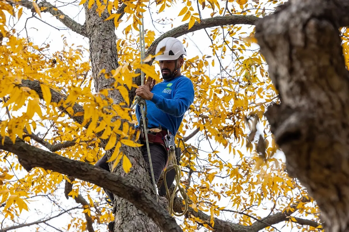 Skilled Tree Trimming crew working in Stratton